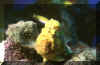 Frog fish 3.JPG (72727 bytes)