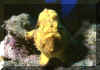 Frog fish 4.JPG (362165 bytes)