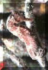 Sea Horse 2.JPG (504953 bytes)