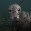 seal